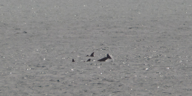 A pod of orcas were seen frolicking in the sea off Tay St.