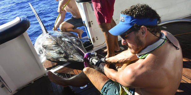 Byron Milne (right) and the striped marlin that he caught off the cost of Western Australia. Photo / Facebook