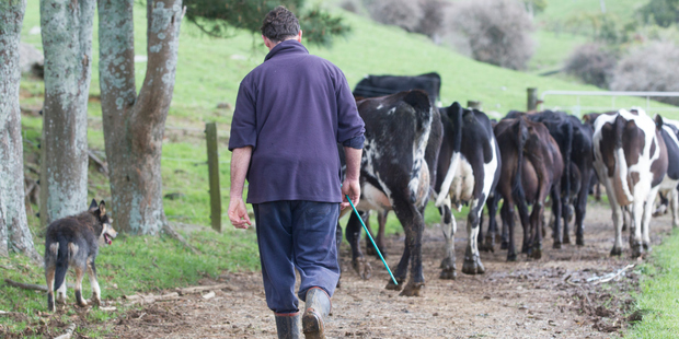 Dairy farmers will be demoralised with the latest Fonterra payout reduction, Rural Support Trust secretary for Northland Julie Jonker says.