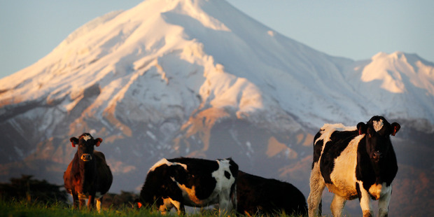 Lengthy negotiations are set to take place between banks and dairy farmers. Photo / Christine Cornege.