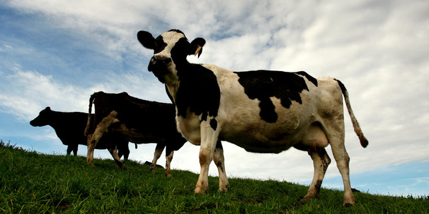Dairying had a great run for the seven or so years to 2014, but in the five years to 2007 the average total payout was about $4.20. Photo / Brett Phibbs