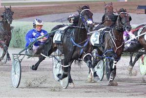 Lazarus has drawn barrier two in Friday's Northern Derby classic at Alexandra Park. Picture / Stuart McCormick