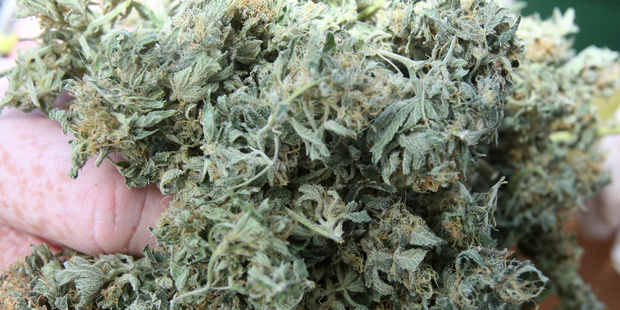 Over 9000 cannabis plants were seized in a police bust in the Tasman.
