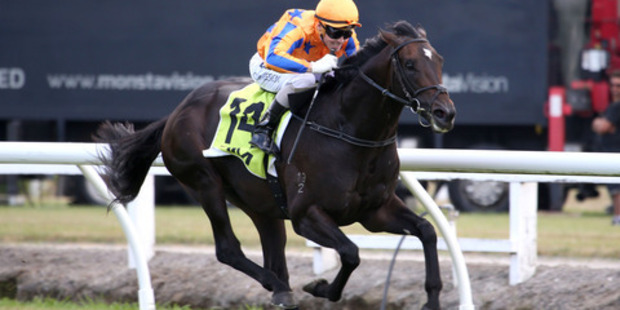 Glamour colt Xtravagant will return to New Zealand to spell after his eighth in Saturday's A$750,000 Australian Guineas at Flemington. Photo / Supplied