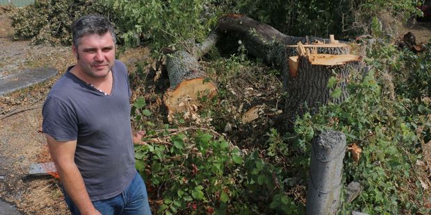 Ian Farley stands beside the stumps of three oak trees that were felled to make room for the expansion of the Greytown Fire Station. PHOTO/HAYLEY GASTMEIER