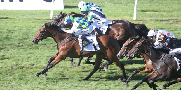 Rangipo (No 1) wins a tightly fought BMW NZ Derby at Ellerslie on Saturday. Photo / Trish Dunell