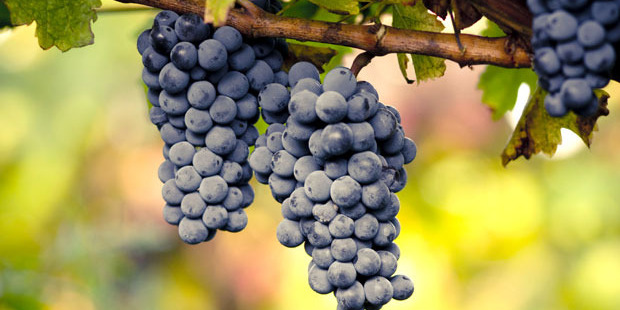 Eating grapes is good for the eyes and could reduce the risk of going blind later in life. Photo / iStock
