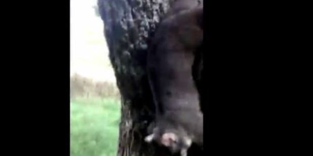 The possum is hanging upside down and is struggling the break free of the trap. Photo: LiveLeak