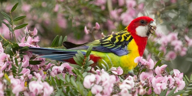 ESTABLISHED: Eastern rosellas are becoming common in Whanganui.PHOTO/ FILE