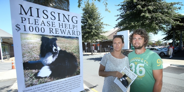 Wendy and Alex Keir are still searching for their beloved pet, Winston, who jumped from their ute in Tauranga 27 days ago. Photo / Supplied