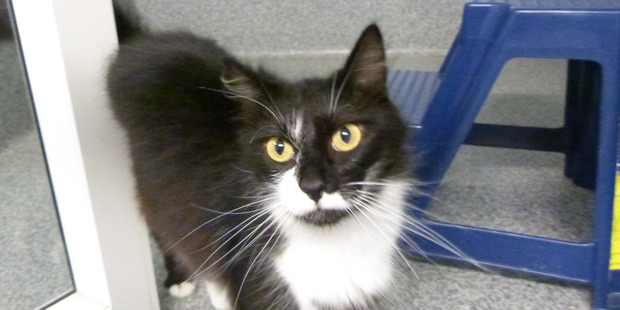 Bonnie is looking for a home where she can relax in the sun.