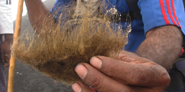Guide John Tasso with a clump of Pele's hair, volcanic glass which is ejected from Mt Benbow's crater. It is named after the Hawaiian goddess of fire. Photo / Peter de Graaf