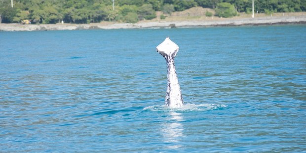A humpback whale with most of its tail missing has been seen off Kaikoura. Photo / Supplied via Department of Conservation