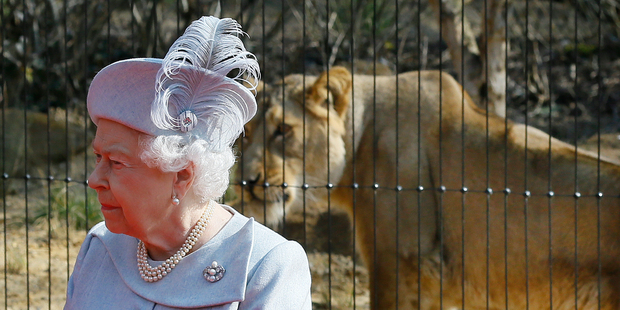 Britain's Queen Elizabeth II stands in front of an Asiatic lioness during a visit to officially open the new Land of the Lions, at London Zoo. Photo / AP