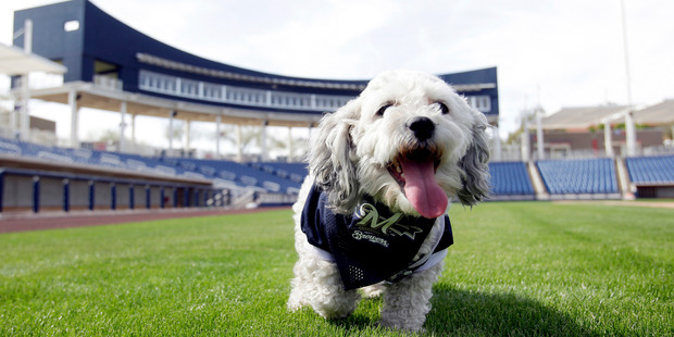 You are more likely to say you are extremely successful if you own a dog, the report says. Photo / AP