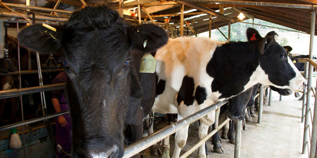 Finance Minister Bill English has ruled out a bailout for struggling dairy farmers.