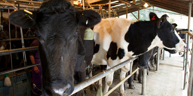 "This reduction equates to farmers getting $460 million less dairy revenue than expected this year, around another $37,000 per farm." Photo / David Kerr