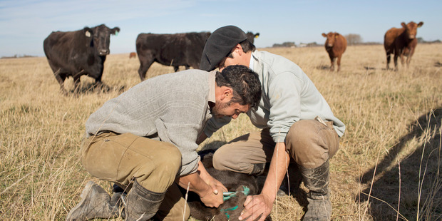 Gauchos Daniel Lopez, left, and Pablo Chavez, hold down a newborn calf and tattoo its ear at the Estancia La Argentina farm in San Antonio de Areco, Argentina. Photo / Bloomberg