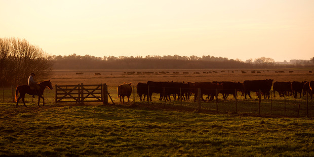 Rising costs have encouraged what was almost unthinkable a decade ago: beef demand is dropping, and consumers are substituting with cheaper chicken and pork. Photo / Bloomberg