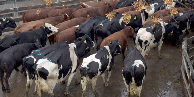 Cattle are driven through the Liniers Beef Market after being sold to buyers in Buenos Aires. Photo / Bloomberg