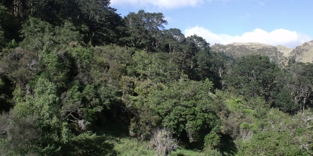 DAM APPEAL: Part of a beech forest on Smedley Station required for the Ruataniwha Water Storage Scheme. PHOTO/DEPARTMENT OF CONSERVATION