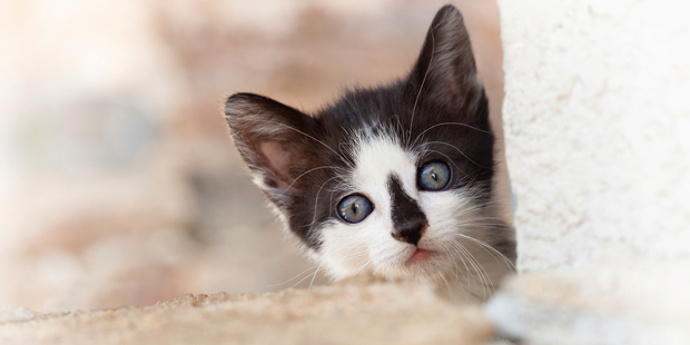 People wanting to have more than three cats need council permission first. Photo / iStock