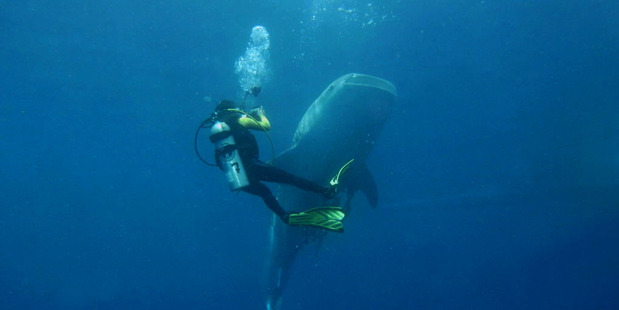 A whale shark and diver in Papua New Guinea. Photo / Marcel Ekkel