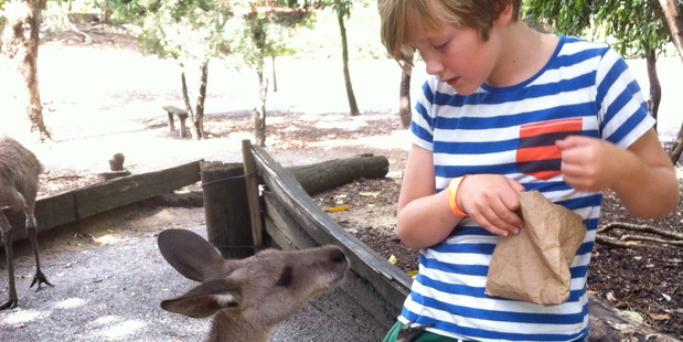 Theo Head makes friends with a kangaroo at the Port Douglas Wildlife Habitat.