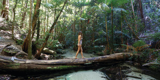 Rainforest walk.