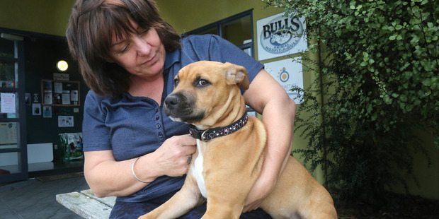 Tracy Hutchinson with dog Precious, who was flown from Auckland to Bulls for surgery. Photo / Bevan Conley