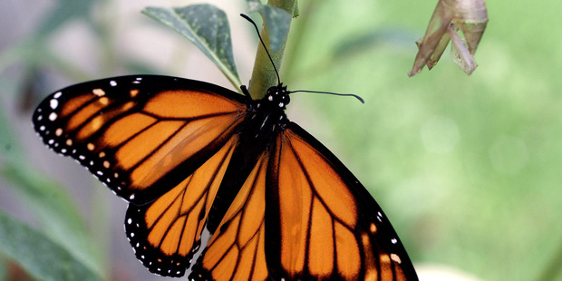 A Monarch butterfly.