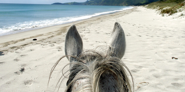 Horse-riding on Pakiri Beach.