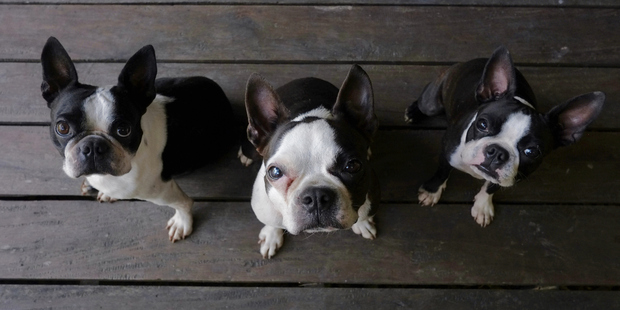 Boston Terrier's gentle temperament makes them good companions. Photo / Thinkstock