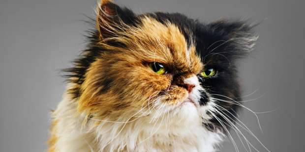 Researchers have found that cats are not too different from us. Photo / iStock