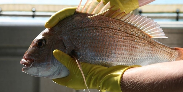 This snapper was caught off Motuihe Island and released after a tag had been inserted, as part of a population study. Photo / Geoff Thomas