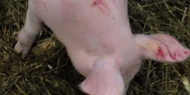 Scratches on the pig at the Easter Show. Photo / Facebook