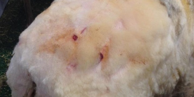 An image of a sheep at the Easter Show after being shorn. Photo / Facebook
