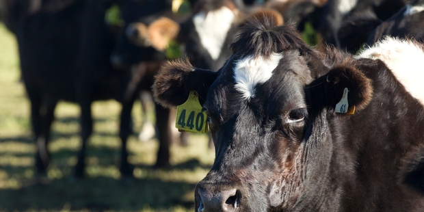 The dairy decline means New Zealand has a chance to move to a more sustainable, climate-friendly, people-friendly, animal-friendly, economy. Picture / NZME