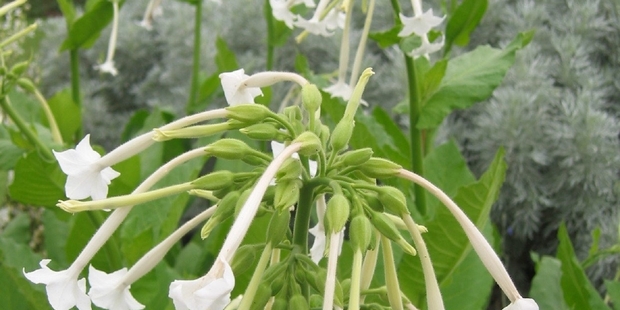 HOMEGROWN SOLUTION: Smokers are turning to local crops to avoid the increasing cigarette prices.PHOTO/SUPPLIED