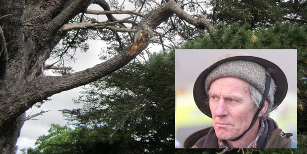One of the trees marked for felling at the Clarke Memorial Domain and Mauriceville farmer Alan Stuart, who believes the trees should stay. PHOTO/FILE
