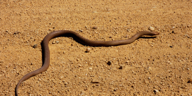 Gary Peters is believed to have been bitten by a poisonous mulga snake. Photo / Getty Images