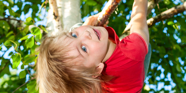 Some principals are asking their children not to climb trees, fearing the school will be liable if they fall. Photo / Getty Images