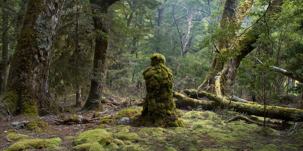 Rainforest Guardian, 2013. From the Watershed Project. East Matukituki Valley, Mt Aspiring National Park. Photo / Martin Hill in collaboration with Philippa Jones