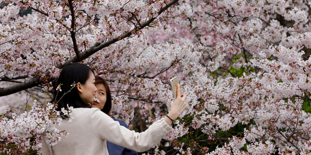 Women take a selfie with blooming cherry blossoms at Shinjuku Gyoen National Garden in Tokyo. Photo / AP
