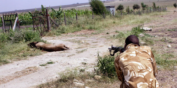 A ranger from the Kenya Wildlife Service shoots dead a male lion that had strayed from the Nairobi National Park. Photo / AP