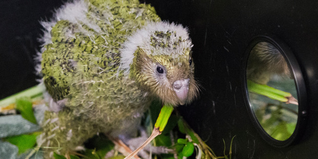 Kakapo like this young female chick are now threatened with extinction. Photo / Greg Bowker