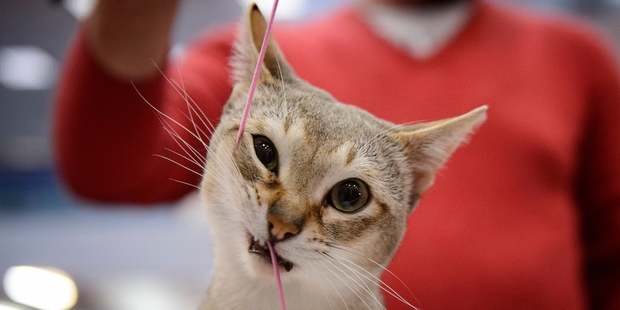 Most cat owners will agree their pets have a personality. A new study will help them work out which one. Photo / AP
