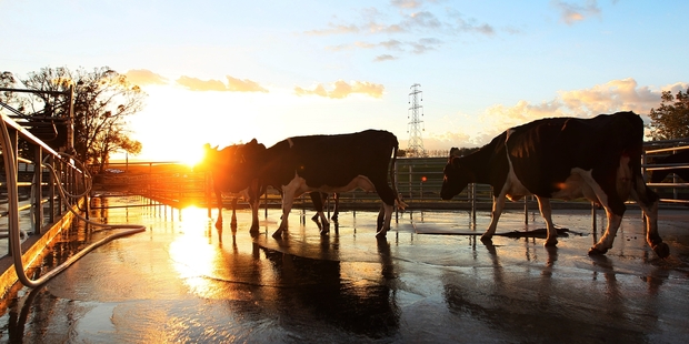 For many analysts, Fonterra's view looks like wishful thinking. Photo / Getty Images
