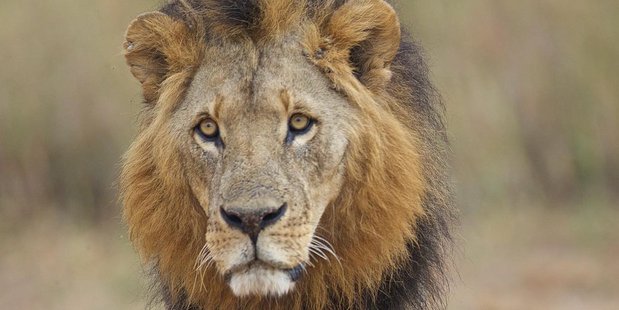 Mohawk the lion was one of Kenya's most famous big cats. Photo / Samantha Spooner Twitter