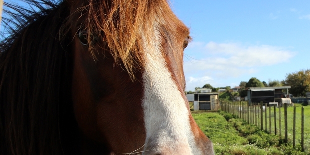 LONG FACE: People who own horses within the city boundary now require a permit from the council thanks to a new bylaw.PHOTO/STUART MUNRO
